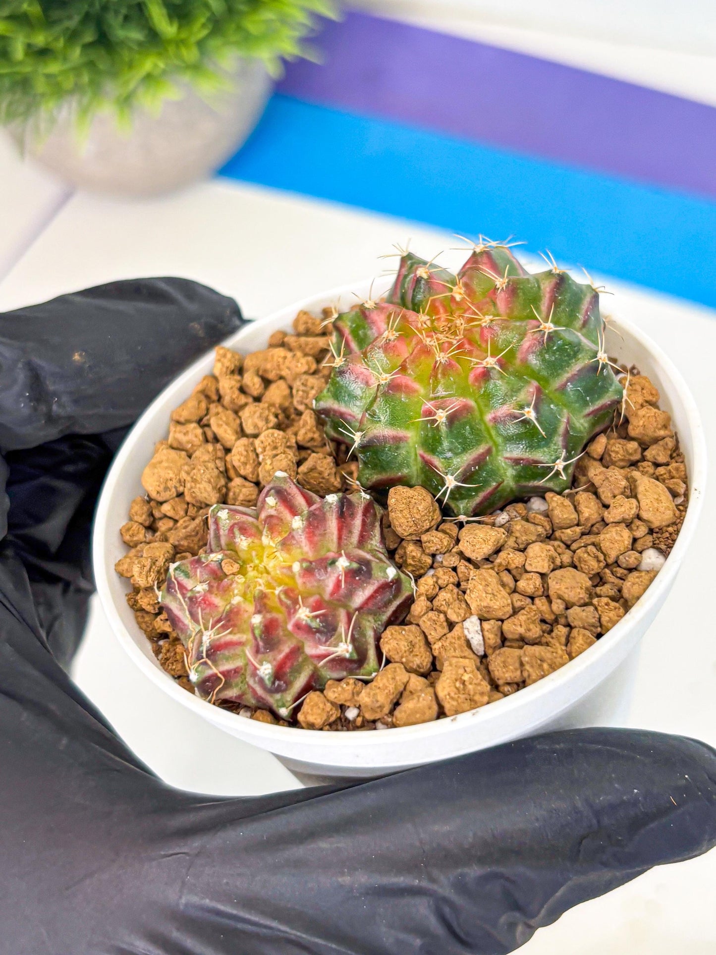 Gymnocalycium Neon (gy13) (y3) | Rare Cactus