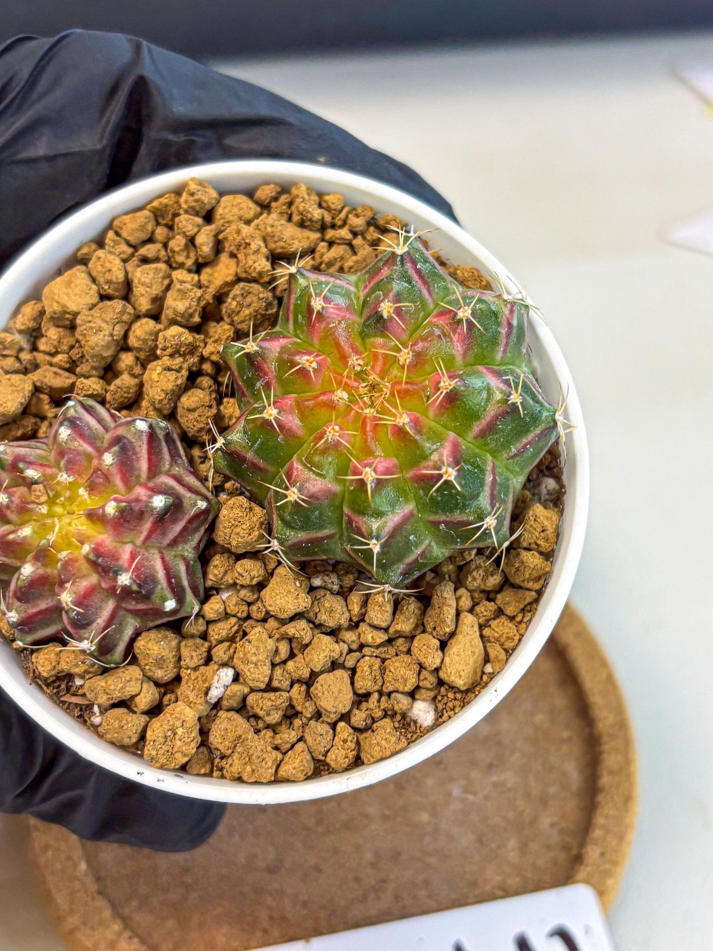 Gymnocalycium Neon (gy13) (y3) | Rare Cactus
