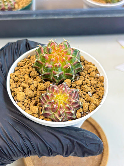 Gymnocalycium Neon (gy13) (y3) | Rare Cactus