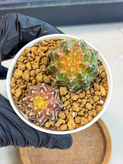 Gymnocalycium Neon (gy13) (y3) | Rare Cactus