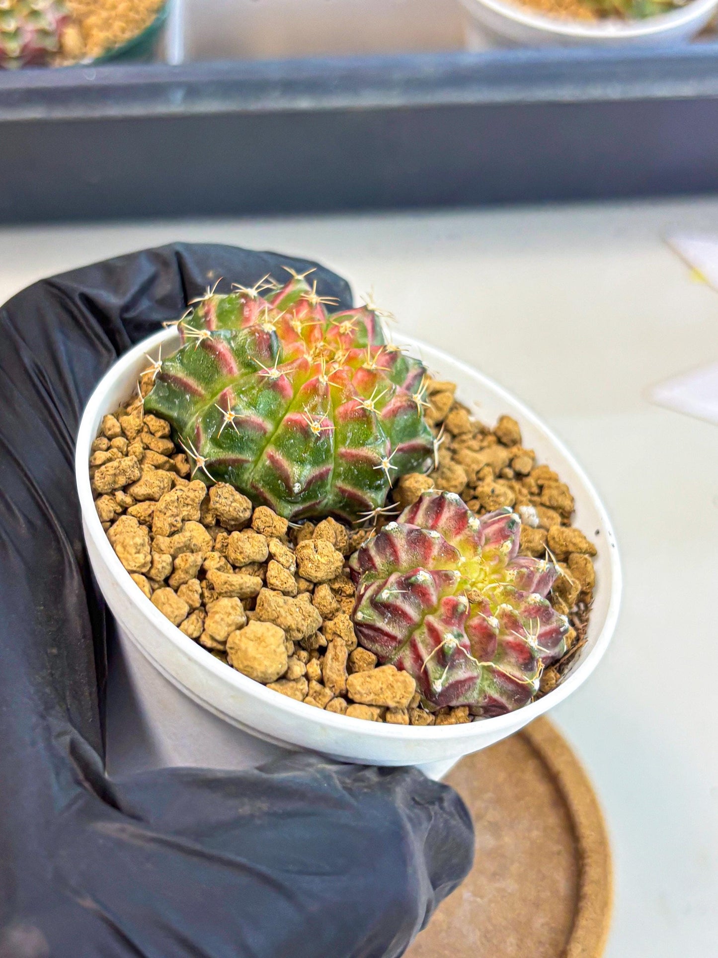 Gymnocalycium Neon (gy13) (y3) | Rare Cactus