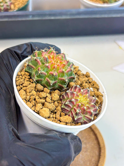 Gymnocalycium Neon (gy13) (y3) | Rare Cactus