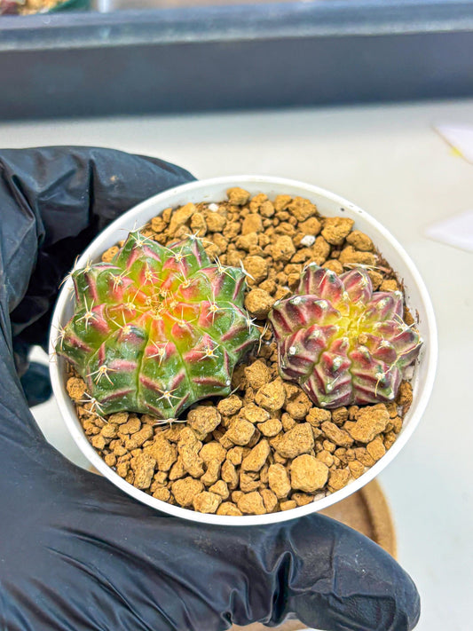 Gymnocalycium Neon (gy13) (y3) | Rare Cactus
