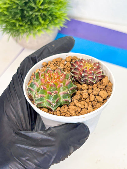 Gymnocalycium Neon (gy13) (y3) | Rare Cactus
