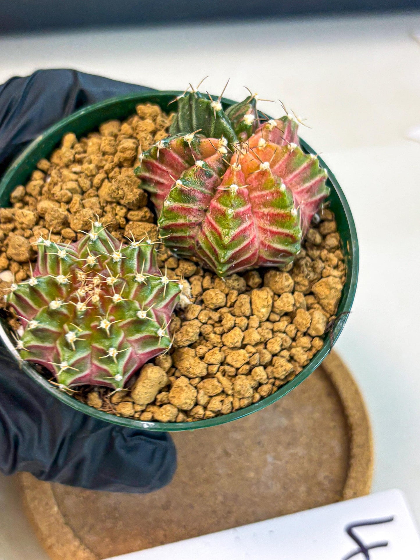 Gymnocalycium Neon (gy13) (y4) | Rare Cactus