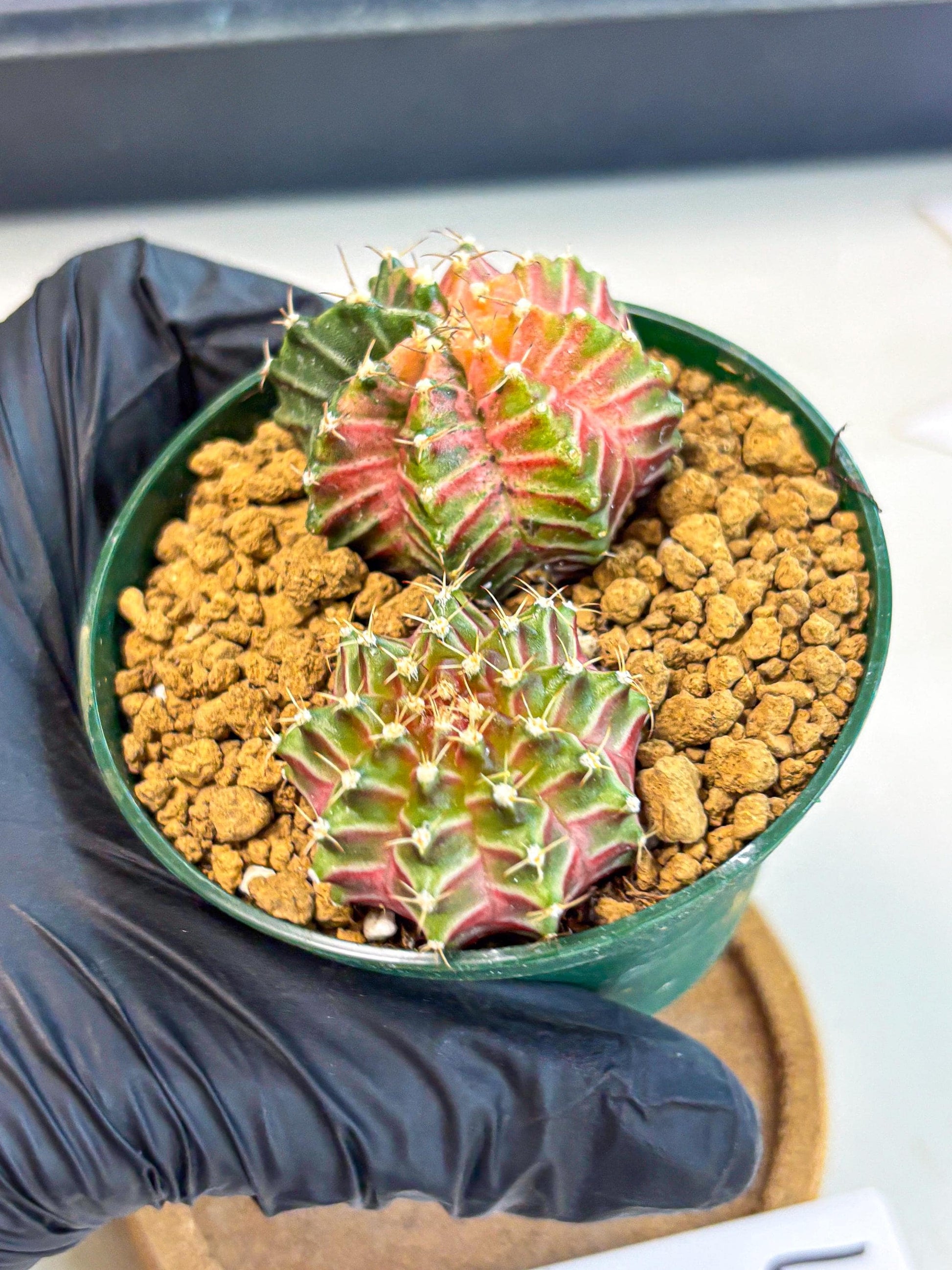 Gymnocalycium Neon (gy13) (y4) | Rare Cactus