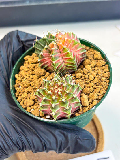 Gymnocalycium Neon (gy13) (y4) | Rare Cactus