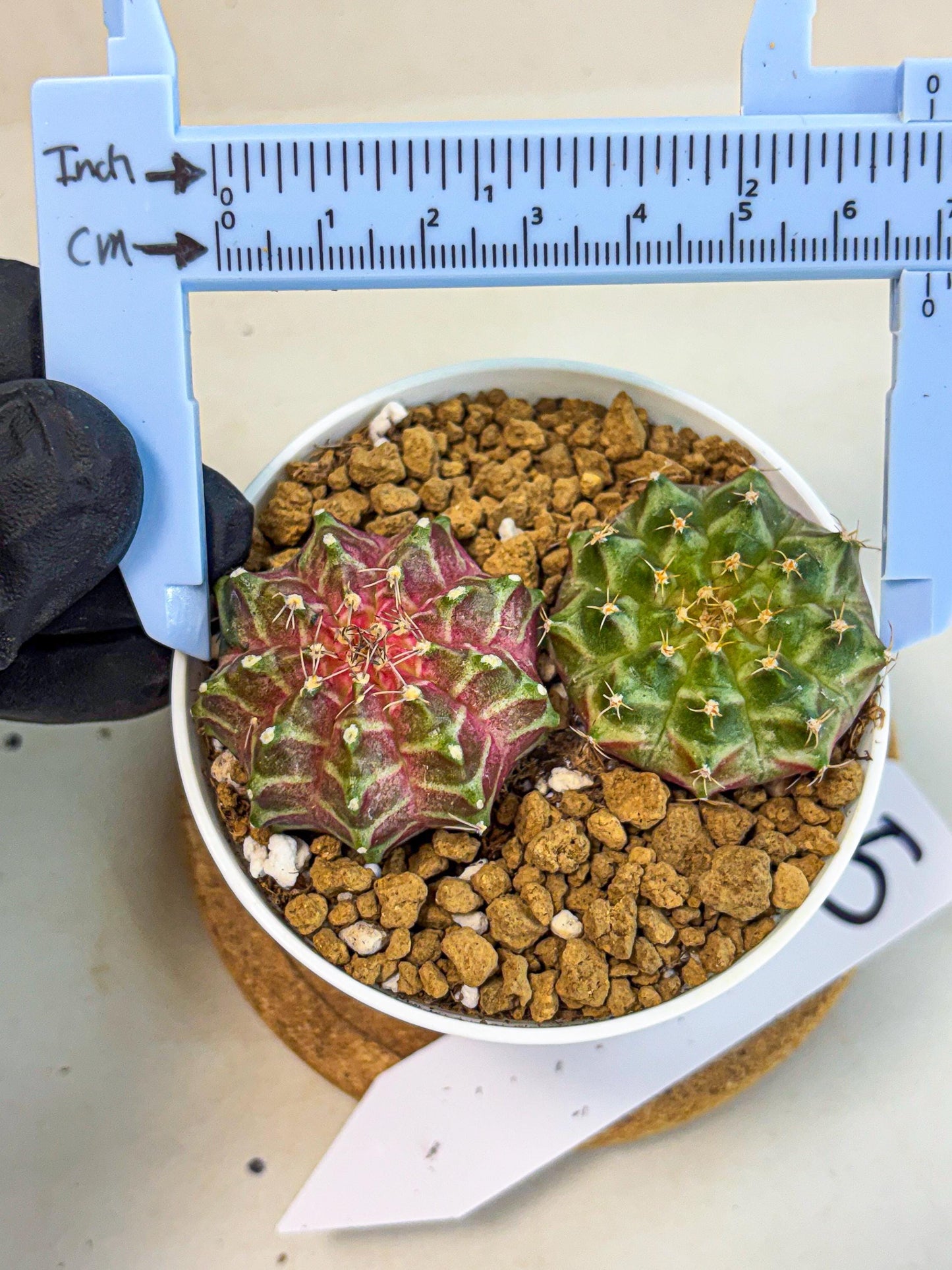 Gymnocalycium Neon (gy13) (y5) | Rare Cactus