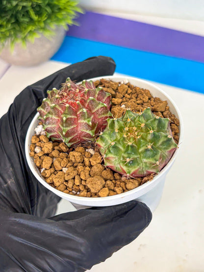 Gymnocalycium Neon (gy13) (y5) | Rare Cactus