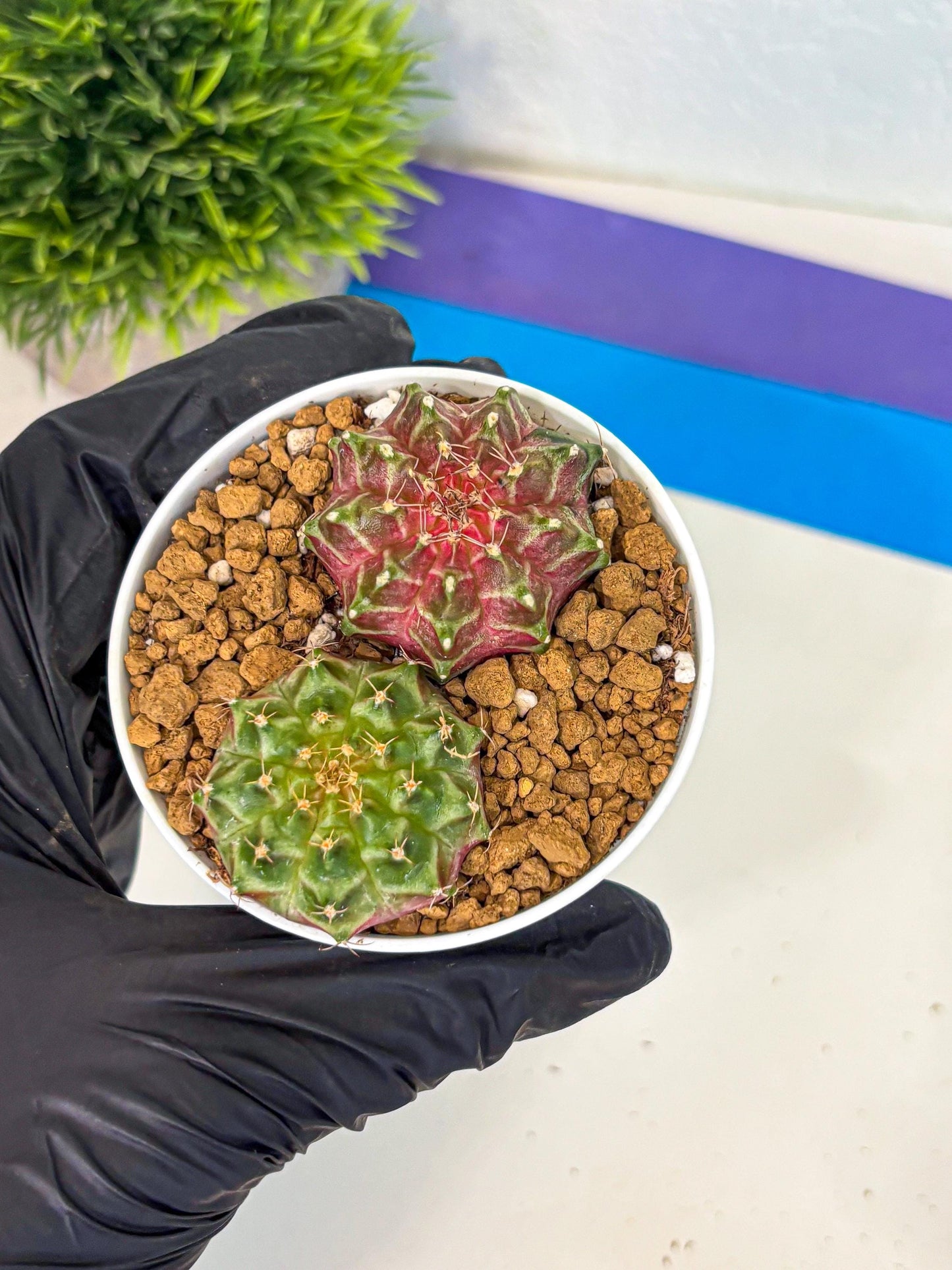Gymnocalycium Neon (gy13) (y5) | Rare Cactus