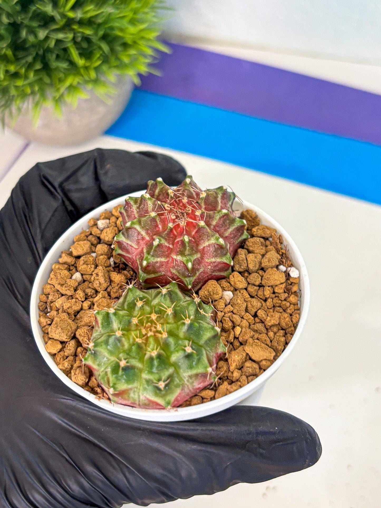 Gymnocalycium Neon (gy13) (y5) | Rare Cactus