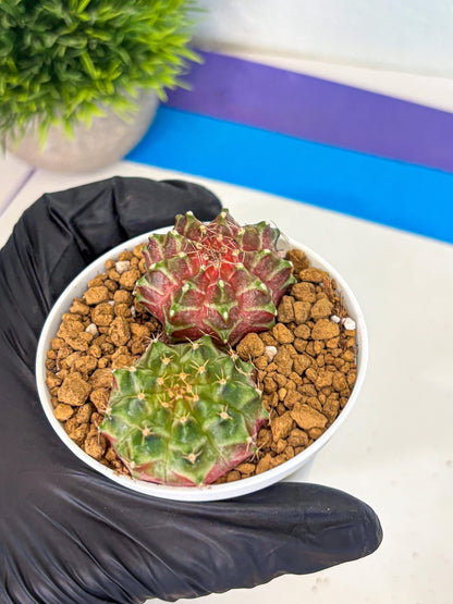 Gymnocalycium Neon (gy13) (y5) | Rare Cactus