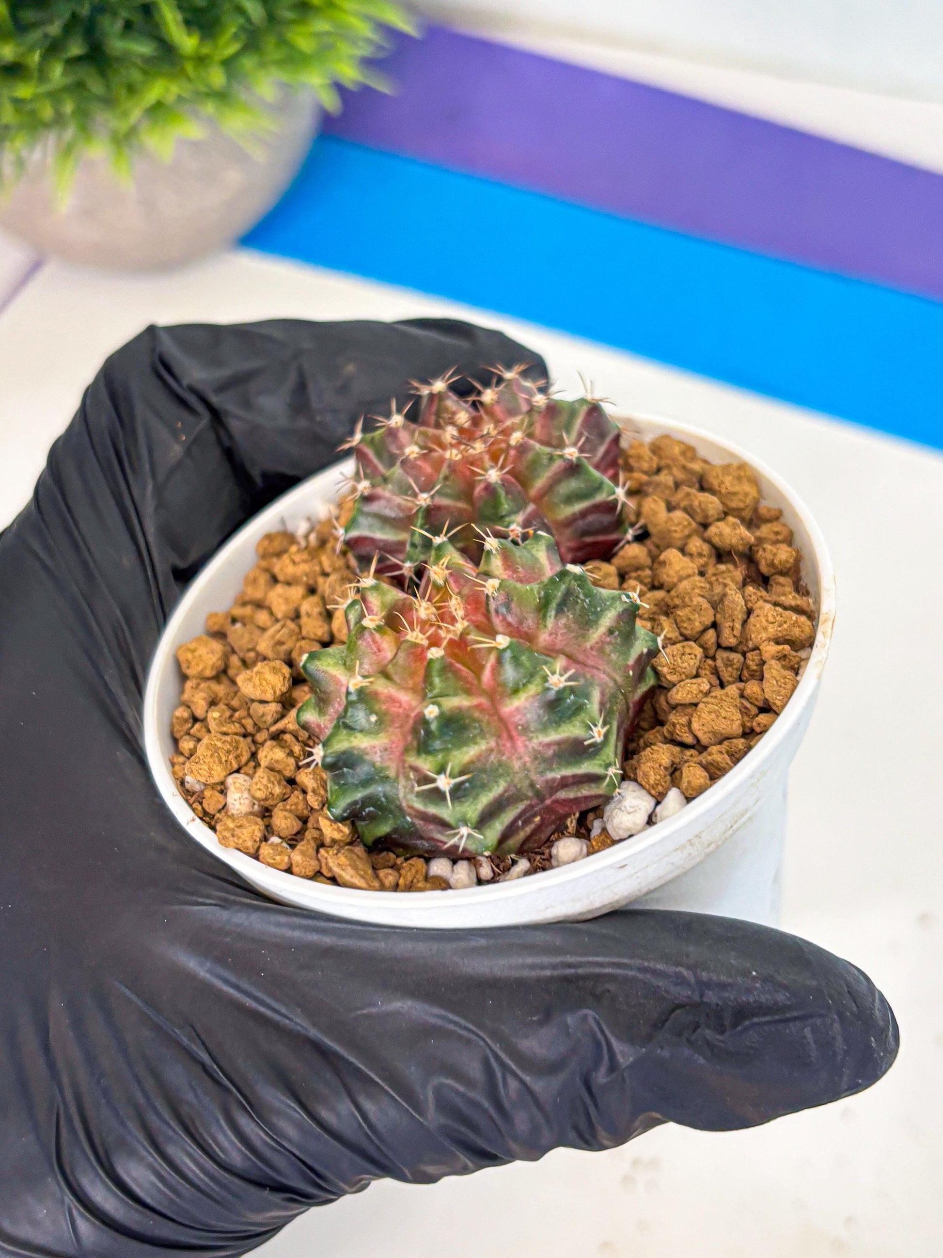 Gymnocalycium Neon (gy13) (y6) | Rare Cactus