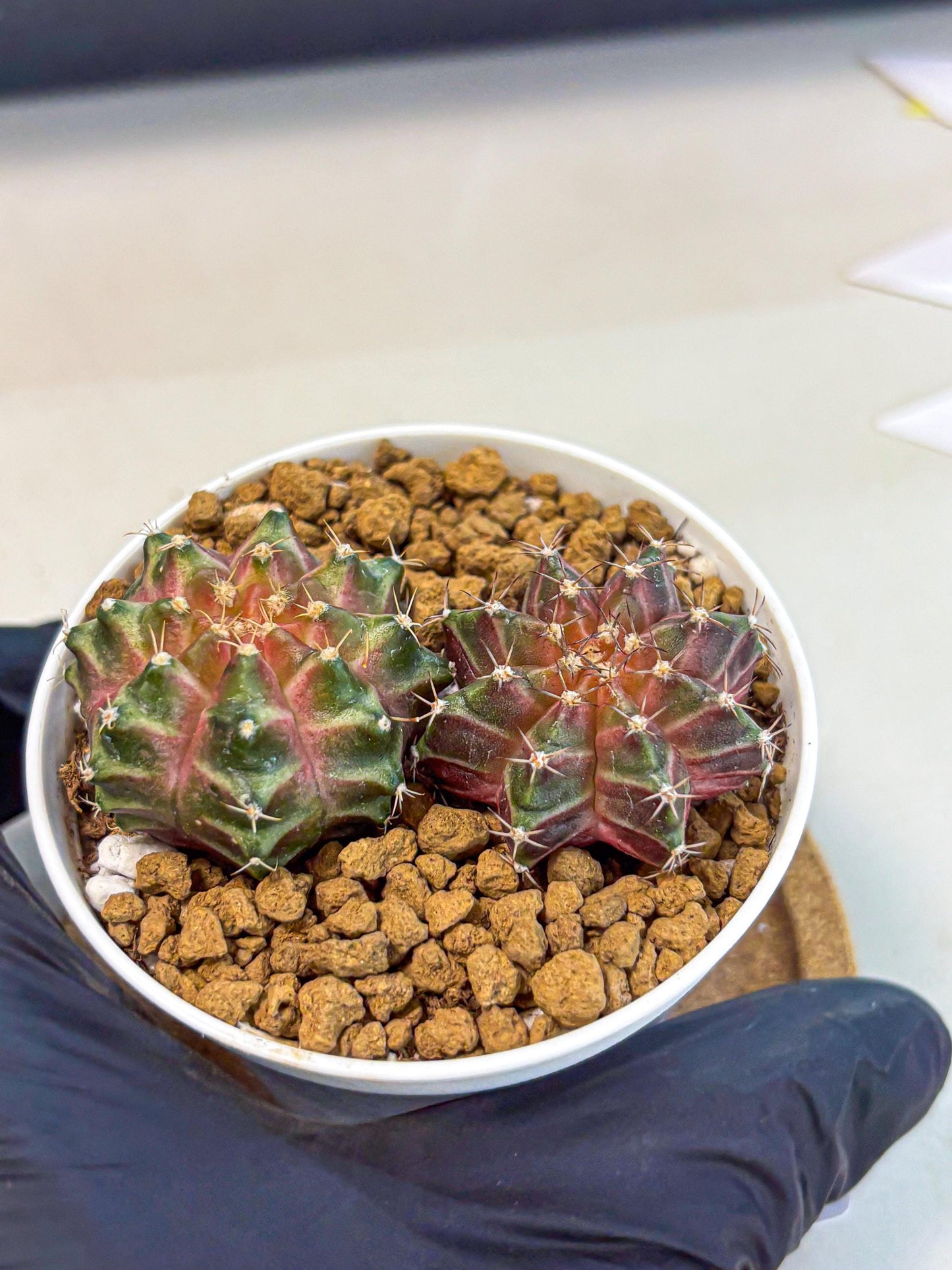 Gymnocalycium Neon (gy13) (y6) | Rare Cactus