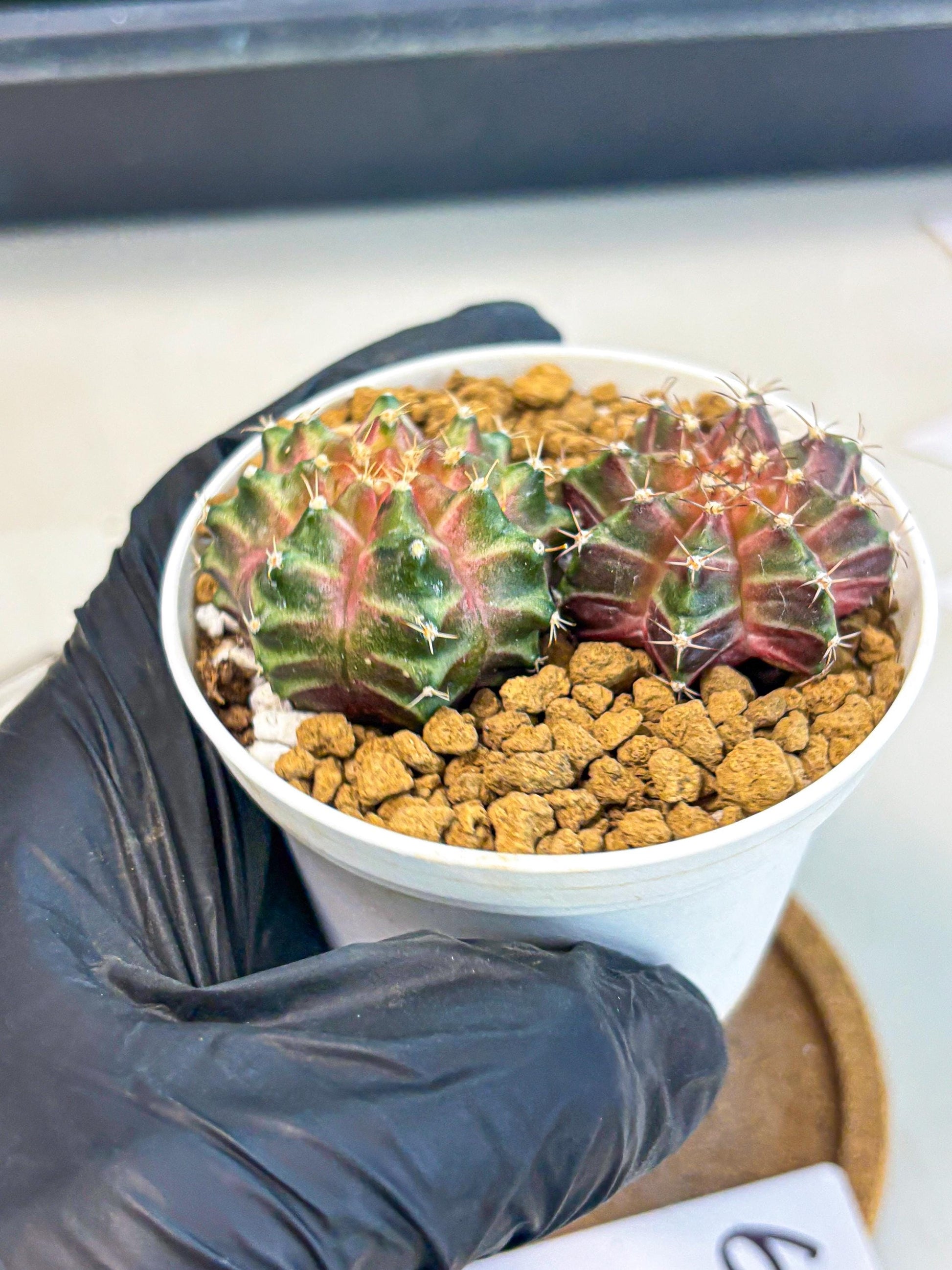 Gymnocalycium Neon (gy13) (y6) | Rare Cactus