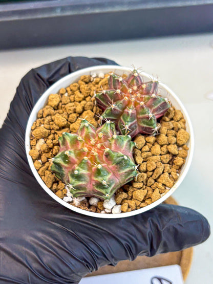 Gymnocalycium Neon (gy13) (y6) | Rare Cactus
