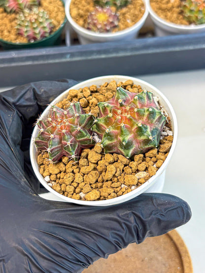 Gymnocalycium Neon (gy13) (y6) | Rare Cactus