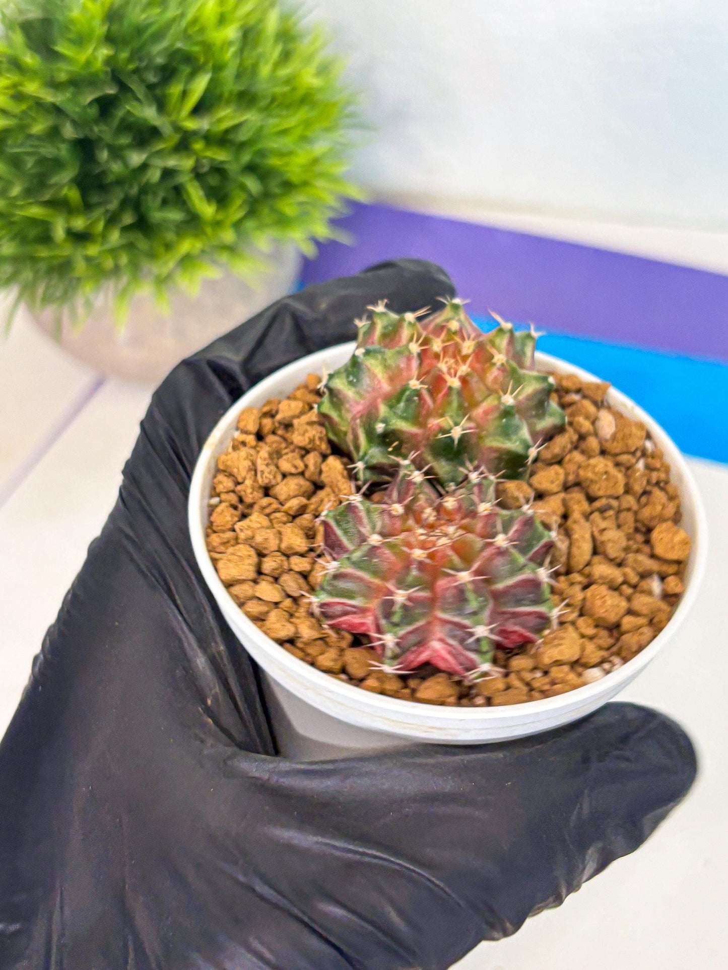 Gymnocalycium Neon (gy13) (y6) | Rare Cactus