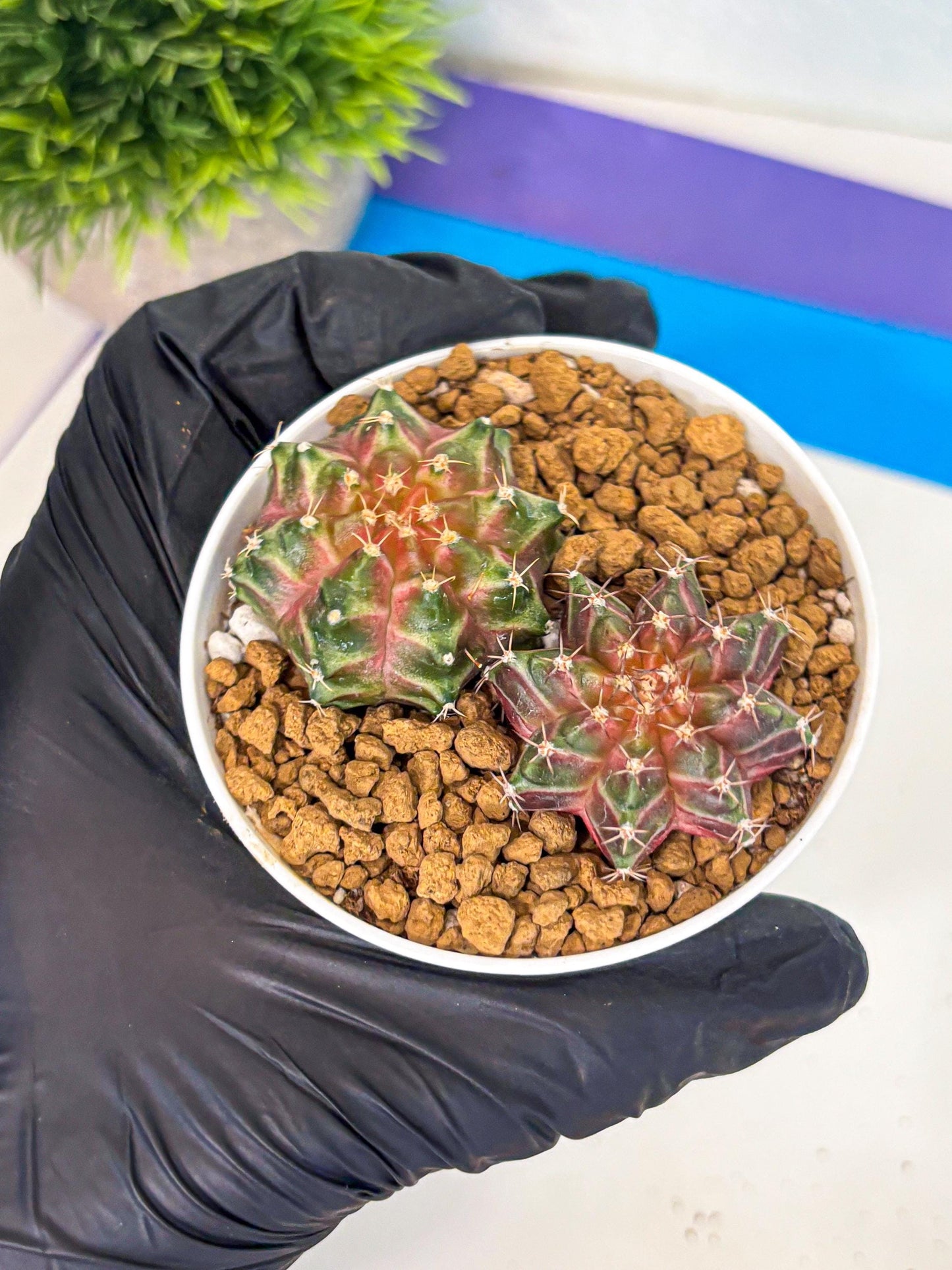 Gymnocalycium Neon (gy13) (y6) | Rare Cactus