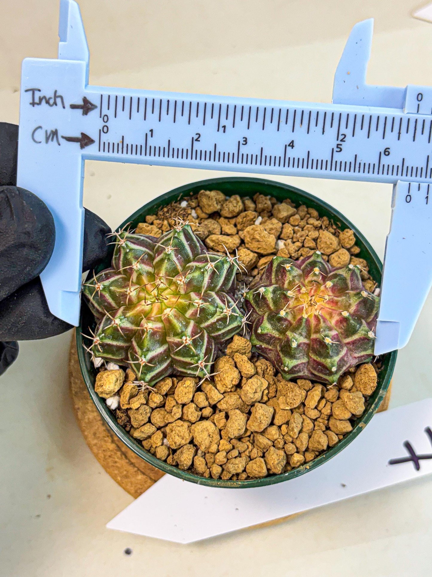 Gymnocalycium Neon (gy13) (y7) | Rare Cactus