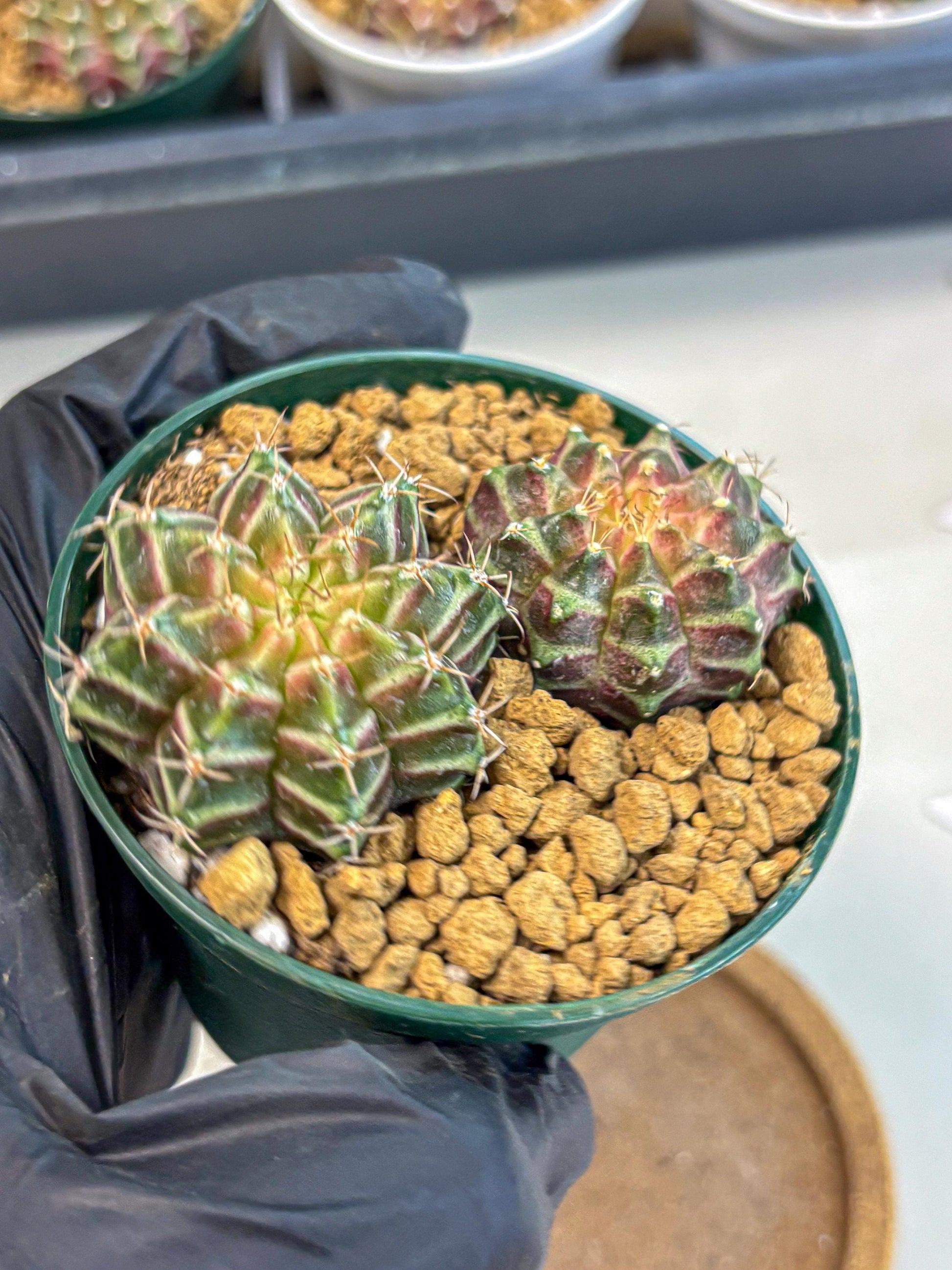 Gymnocalycium Neon (gy13) (y7) | Rare Cactus