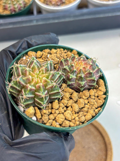 Gymnocalycium Neon (gy13) (y7) | Rare Cactus