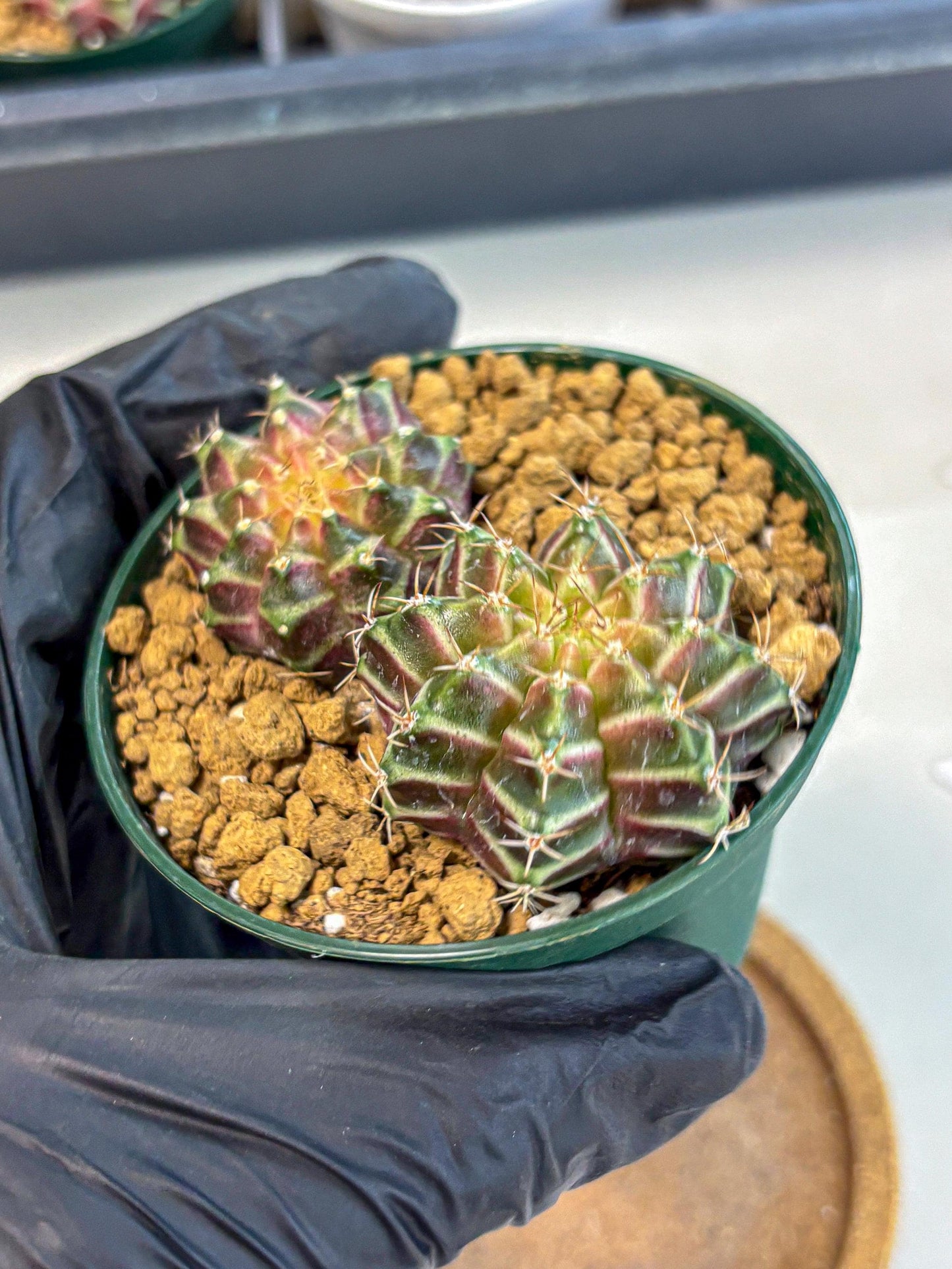 Gymnocalycium Neon (gy13) (y7) | Rare Cactus
