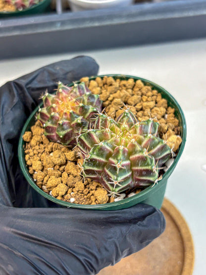 Gymnocalycium Neon (gy13) (y7) | Rare Cactus