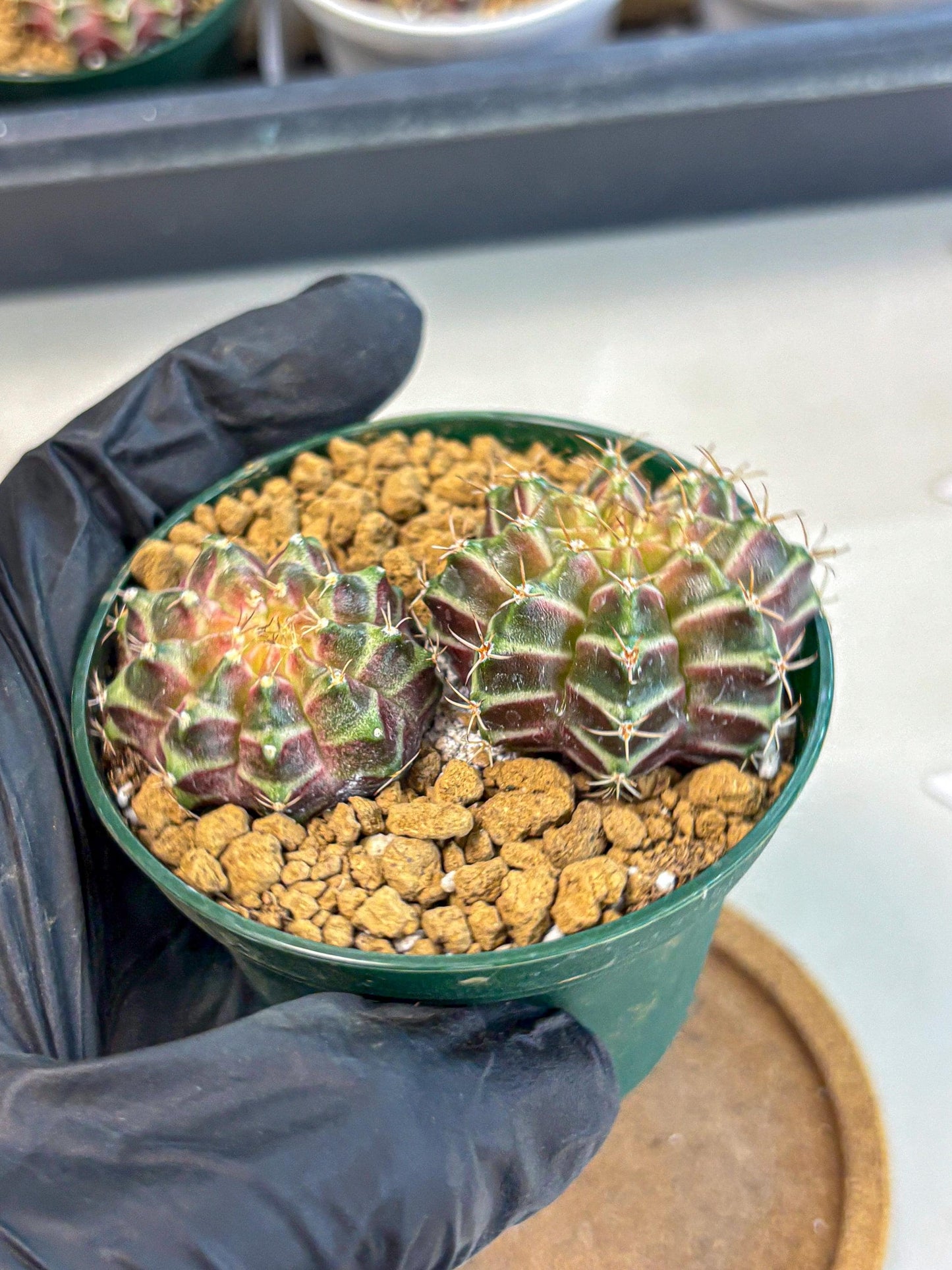 Gymnocalycium Neon (gy13) (y7) | Rare Cactus