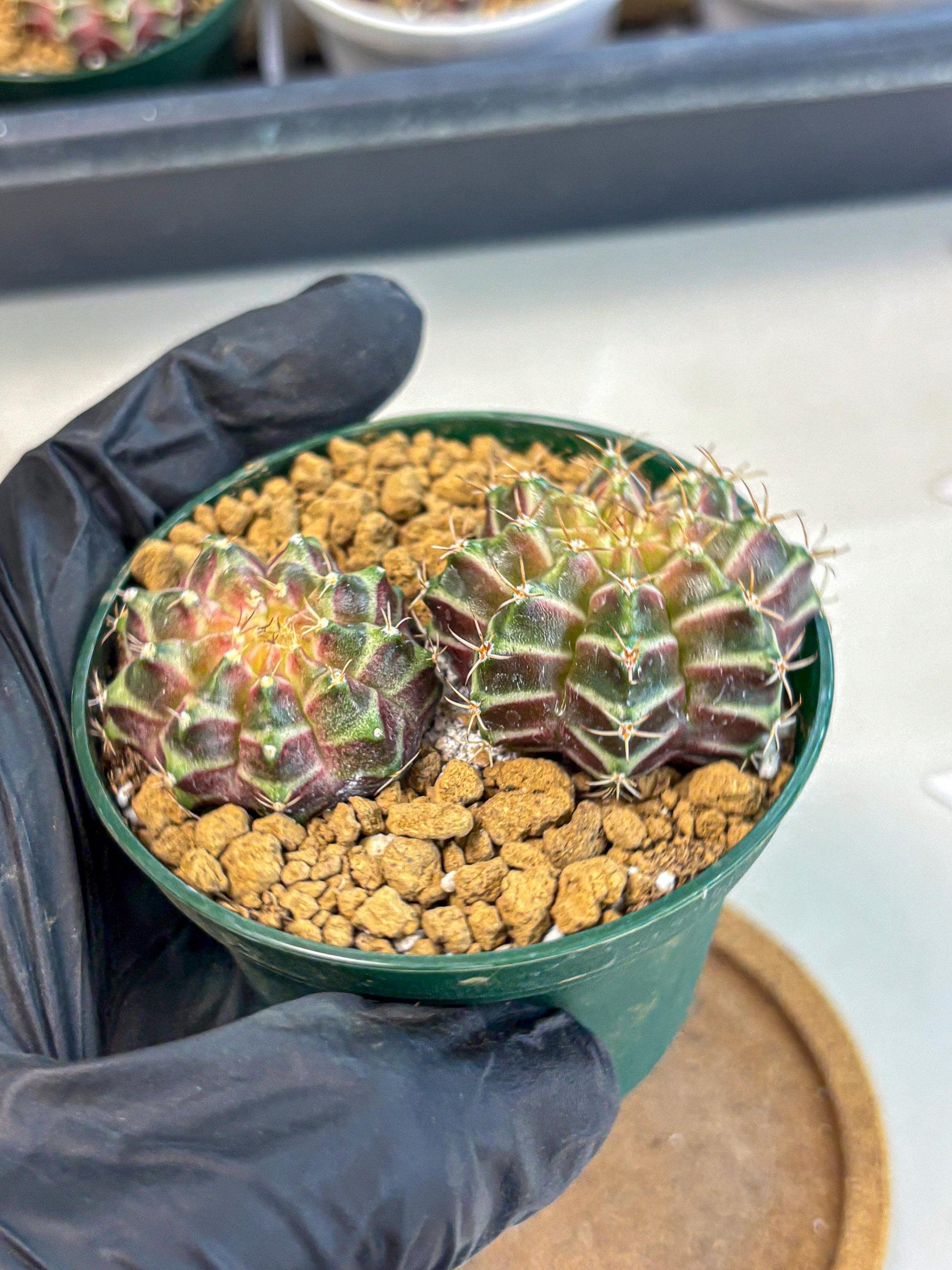 Gymnocalycium Neon (gy13) (y7) | Rare Cactus