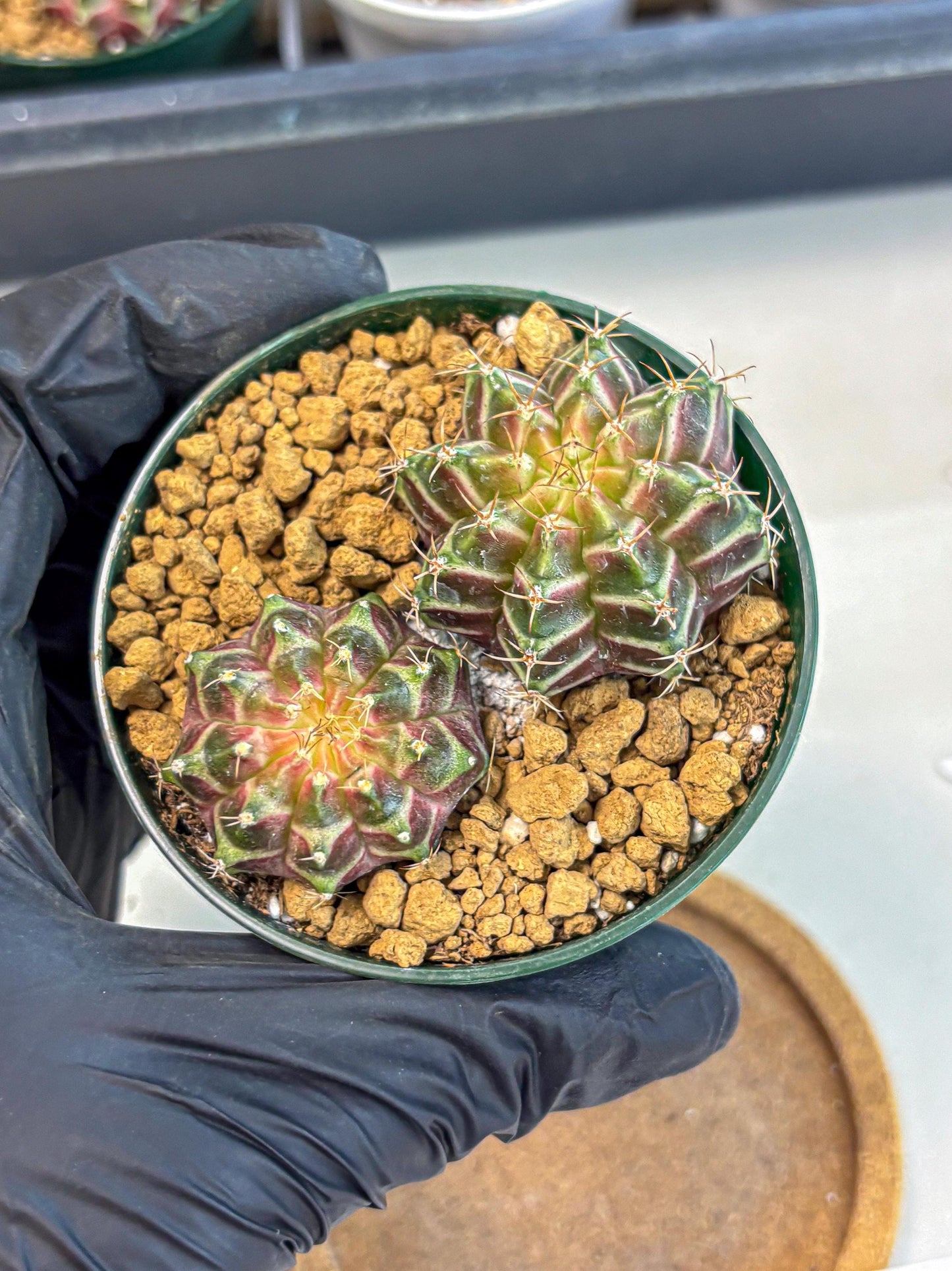 Gymnocalycium Neon (gy13) (y7) | Rare Cactus