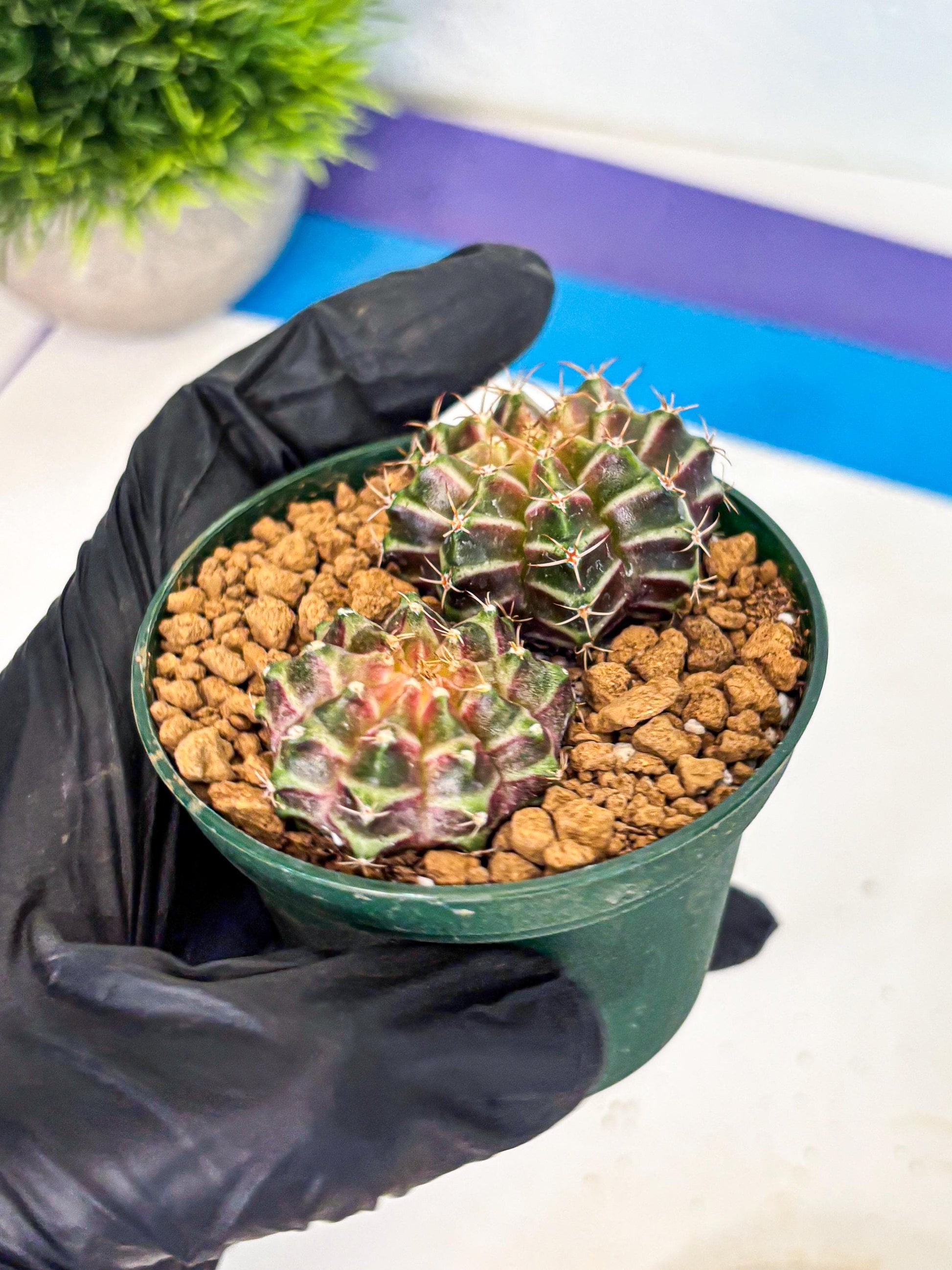 Gymnocalycium Neon (gy13) (y7) | Rare Cactus