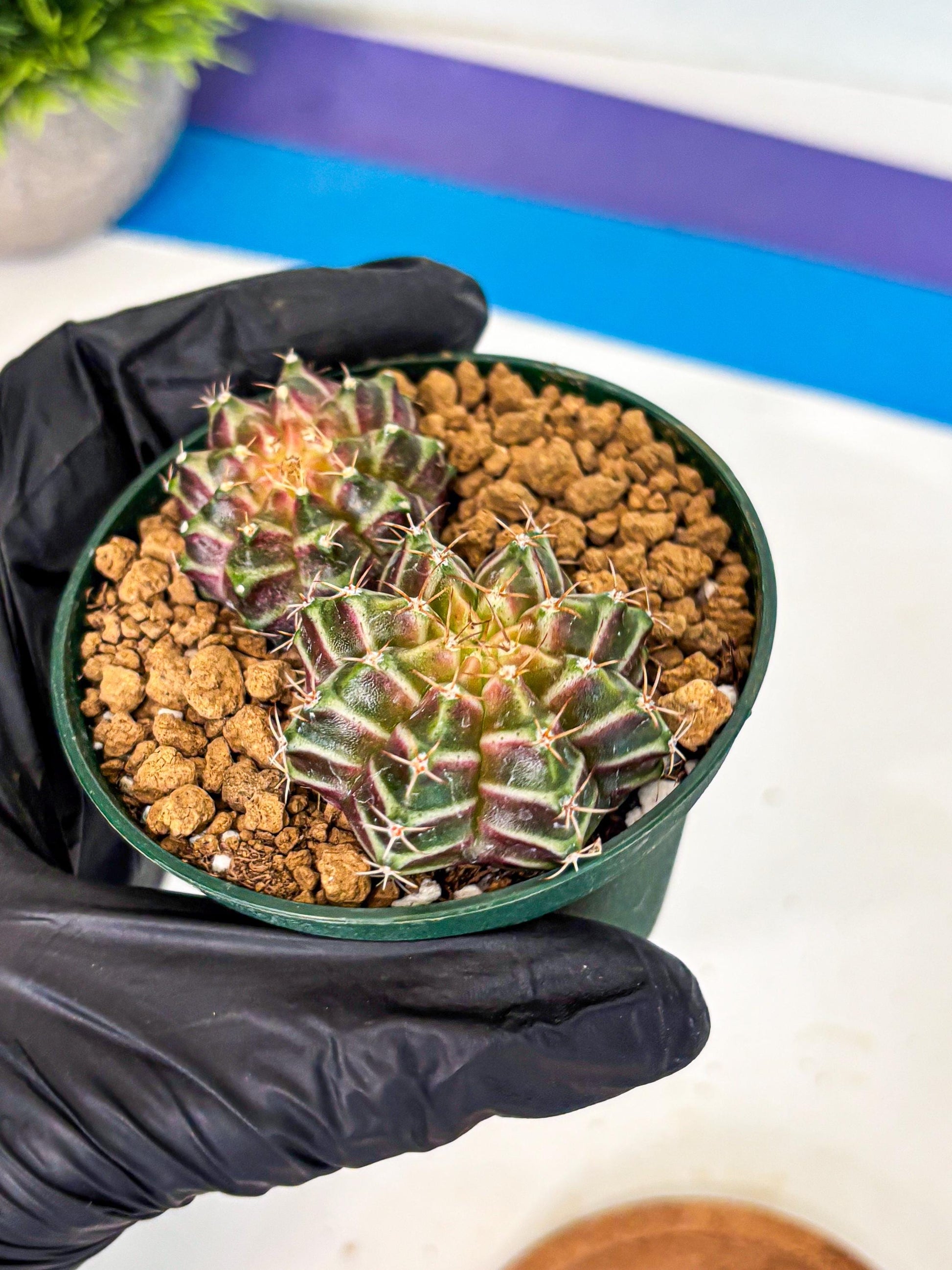 Gymnocalycium Neon (gy13) (y7) | Rare Cactus