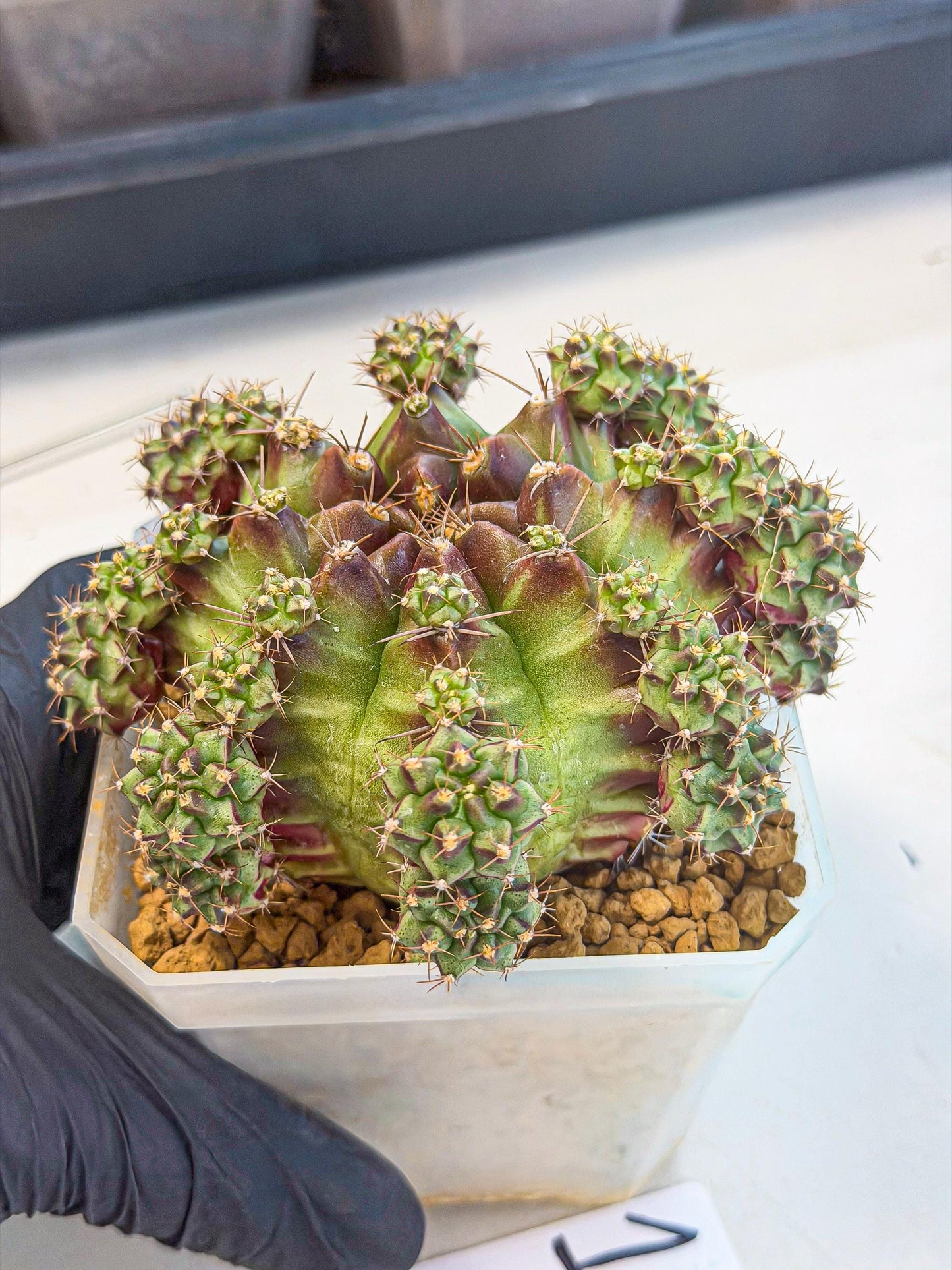 Gymnocalycium Sweet Green (#1) | Variegated cactus