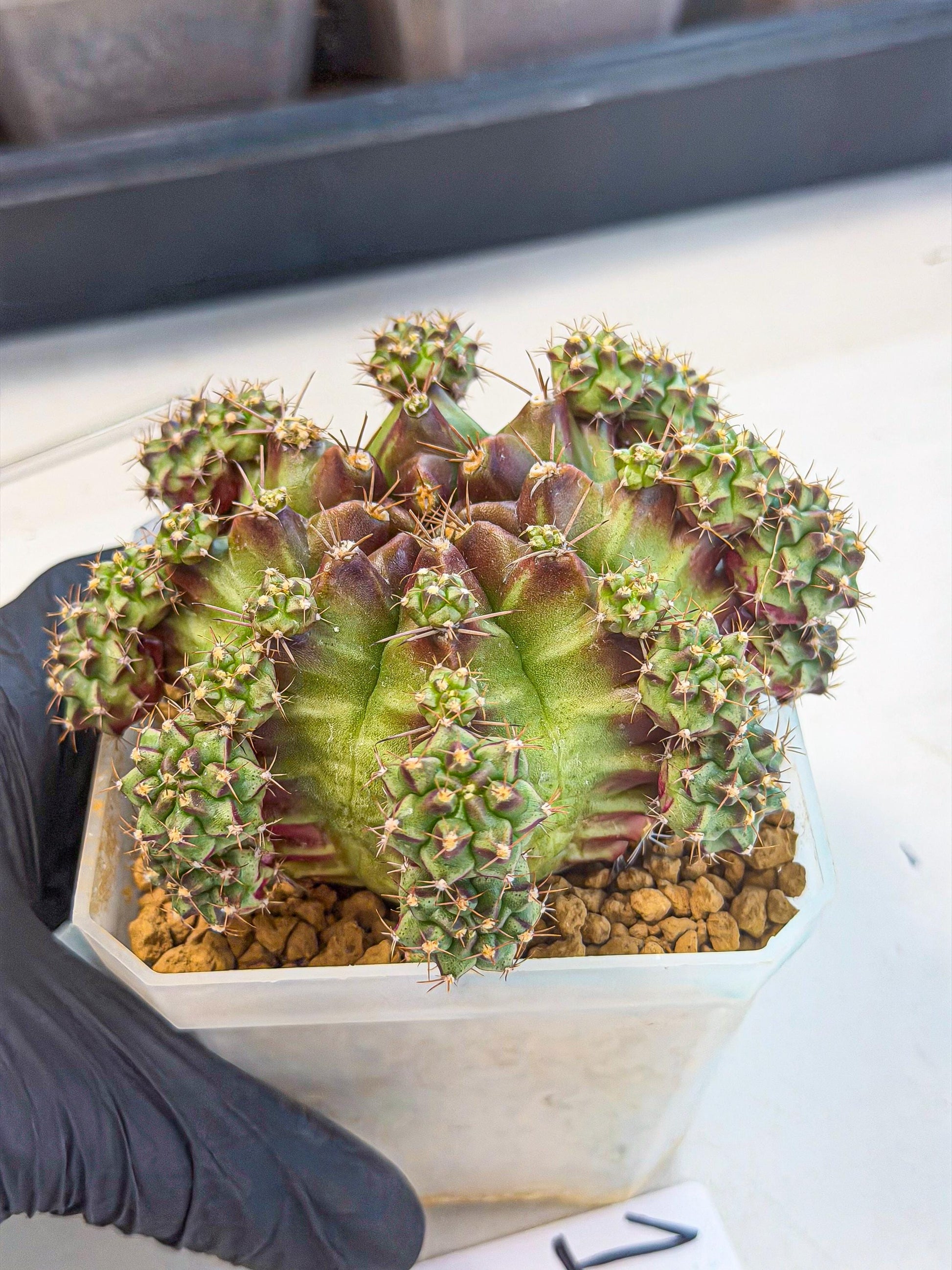 Gymnocalycium Sweet Green (#1) | Variegated cactus