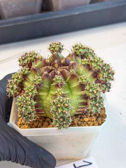Gymnocalycium Sweet Green (#1) | Variegated cactus