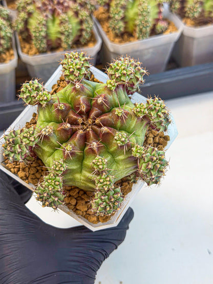 Gymnocalycium Sweet Green (#1) | Variegated cactus
