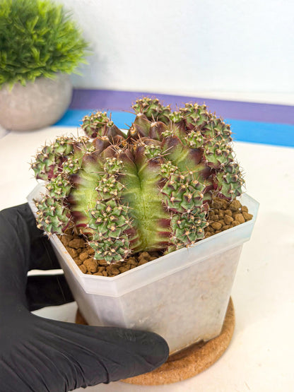 Gymnocalycium Sweet Green (#1) | Variegated cactus