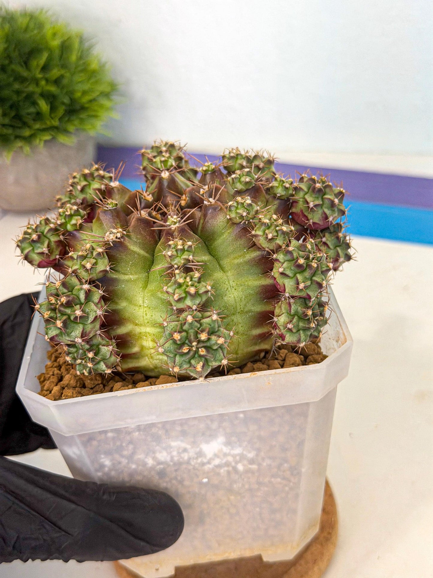 Gymnocalycium Sweet Green (#1) | Variegated cactus