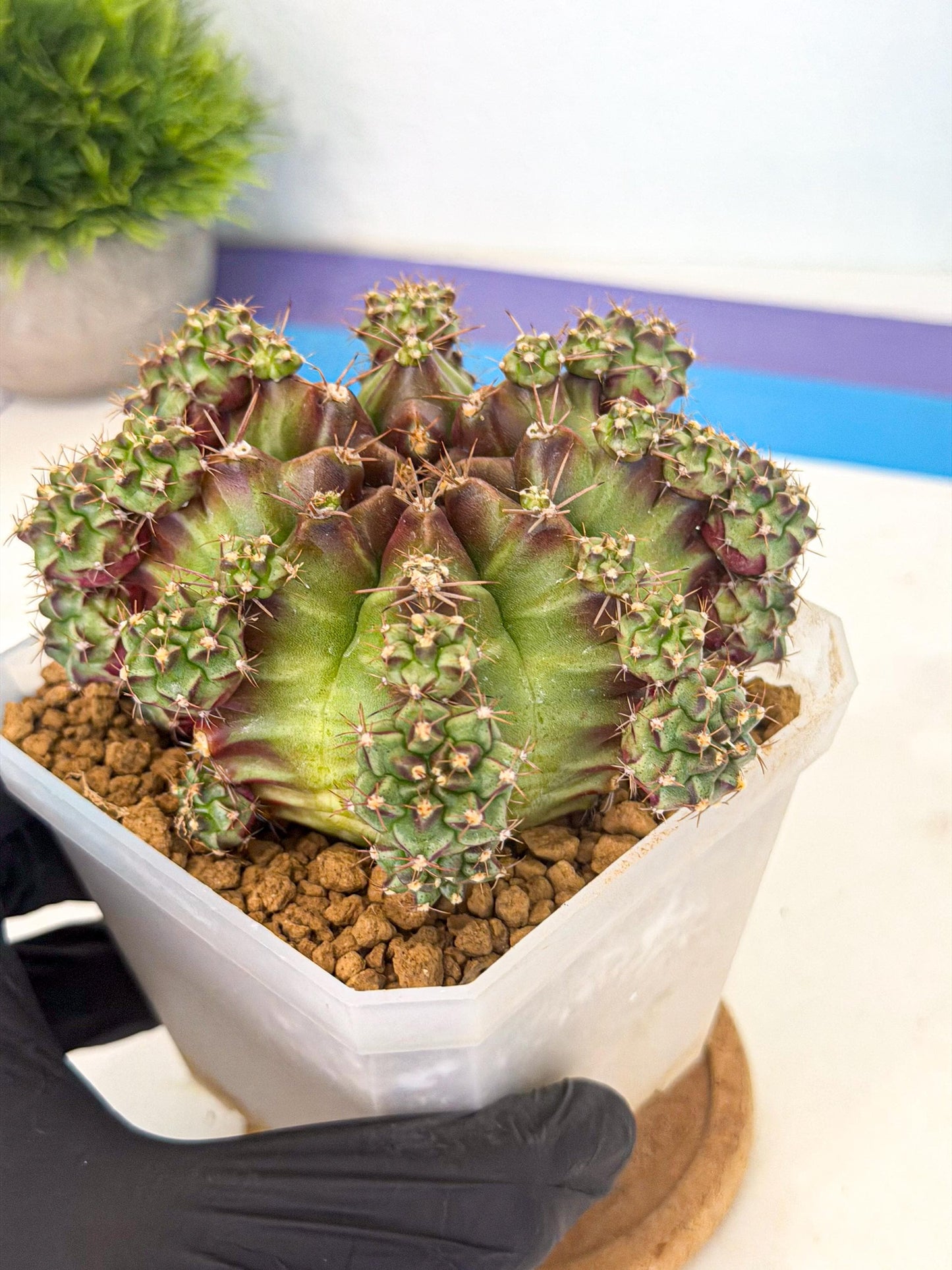 Gymnocalycium Sweet Green (#1) | Variegated cactus