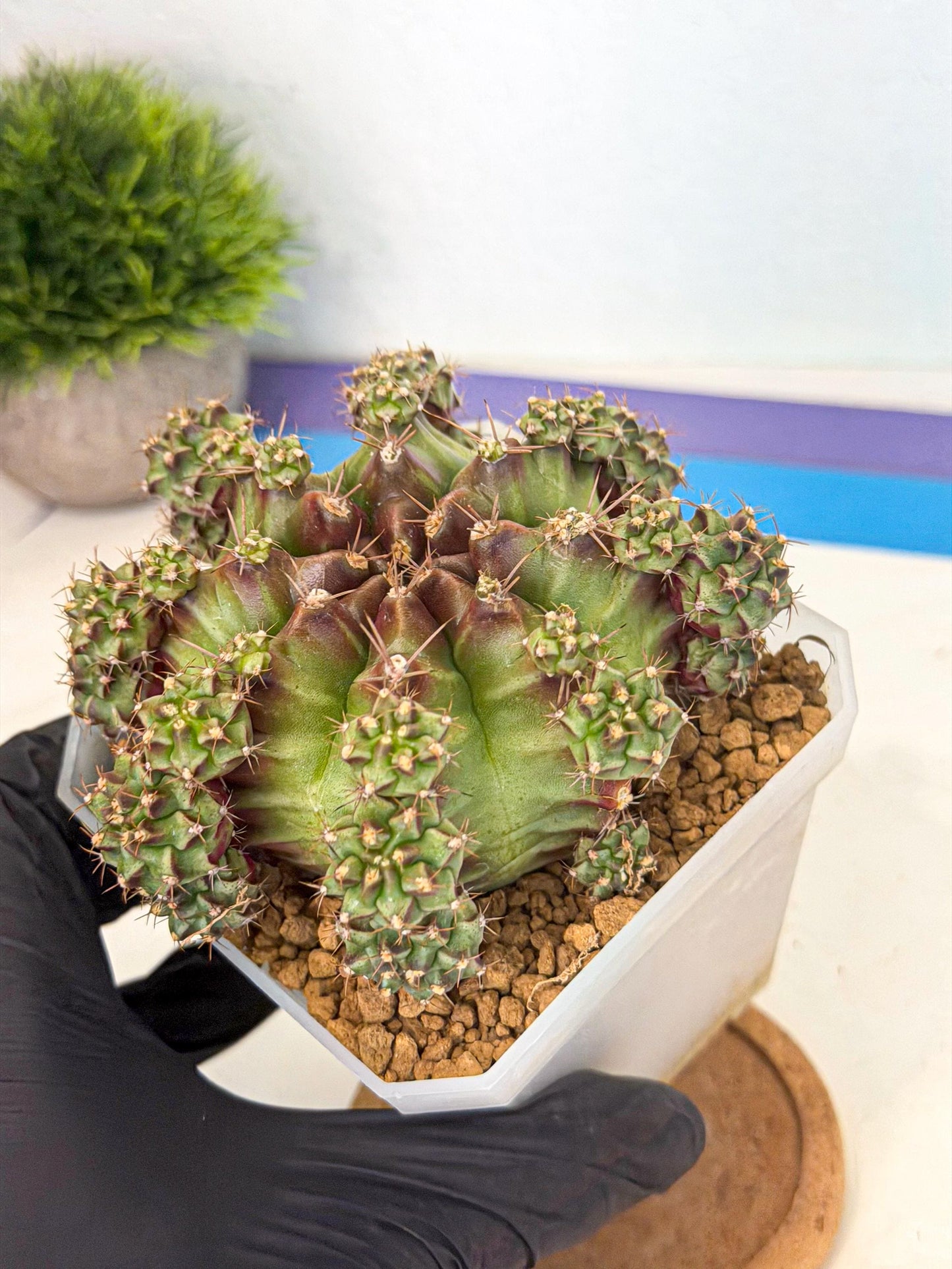 Gymnocalycium Sweet Green (#1) | Variegated cactus