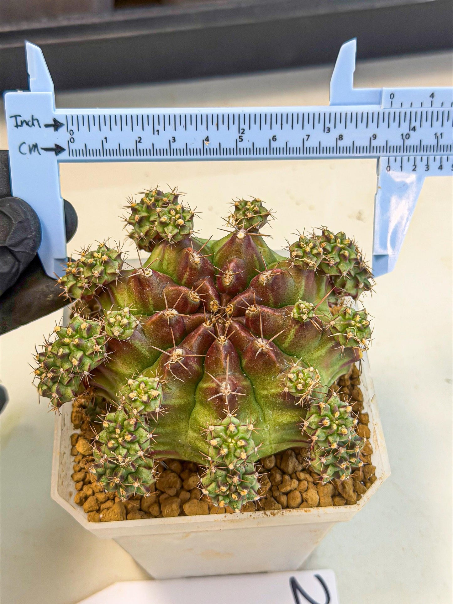 Gymnocalycium Sweet Green (#2) | Variegated cactus
