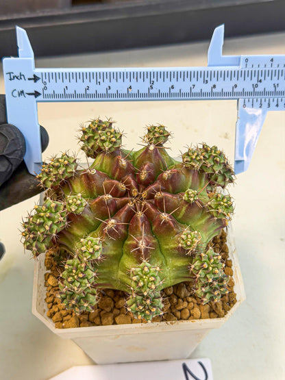 Gymnocalycium Sweet Green (#2) | Variegated cactus