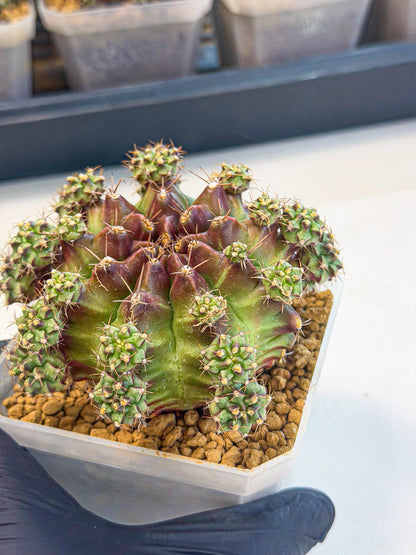 Gymnocalycium Sweet Green (#2) | Variegated cactus
