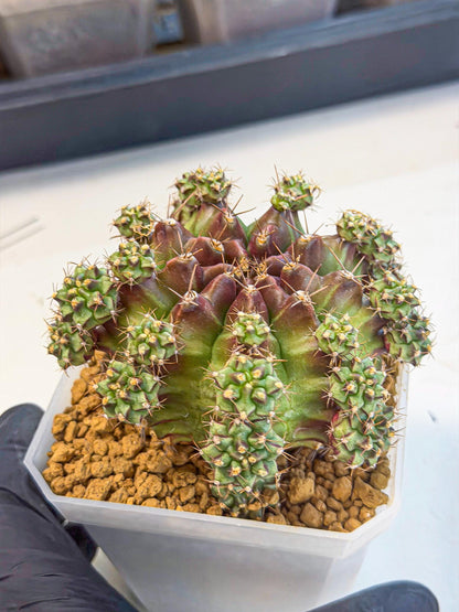 Gymnocalycium Sweet Green (#2) | Variegated cactus