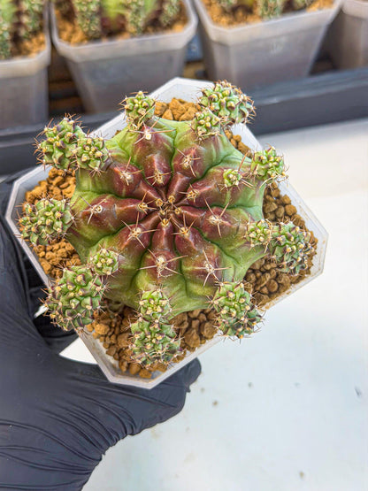 Gymnocalycium Sweet Green (#2) | Variegated cactus