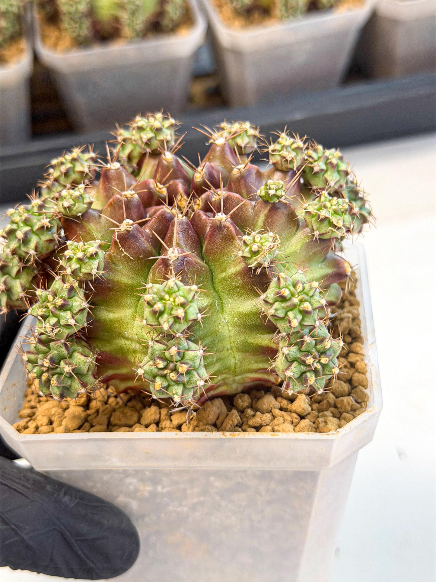 Gymnocalycium Sweet Green (#2) | Variegated cactus
