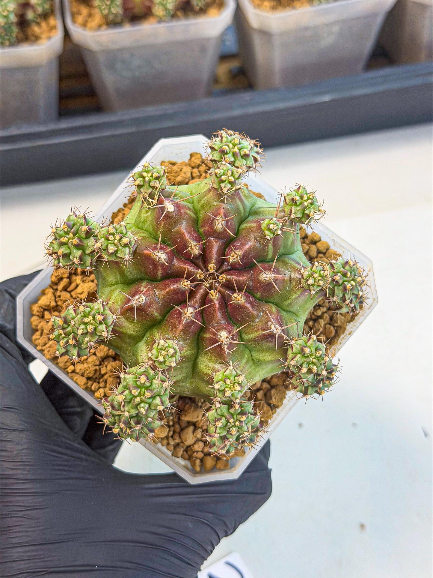 Gymnocalycium Sweet Green (#2) | Variegated cactus