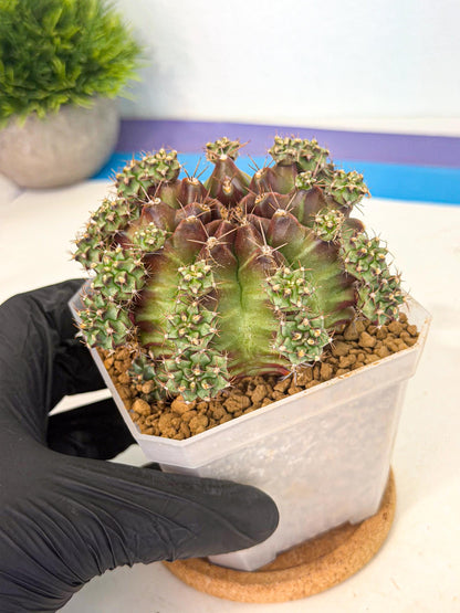 Gymnocalycium Sweet Green (#2) | Variegated cactus