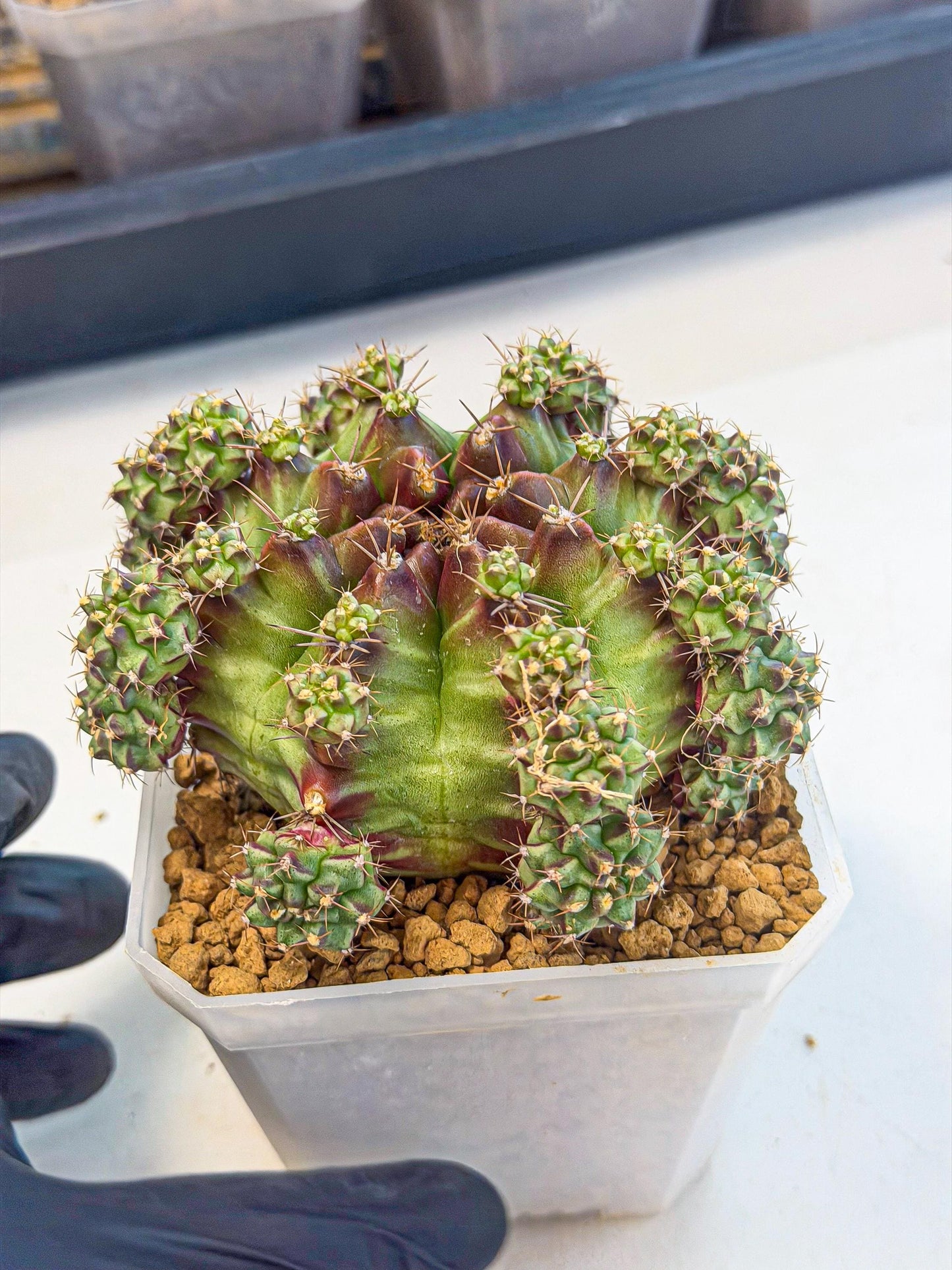 Gymnocalycium Sweet Green (#3) | Variegated cactus